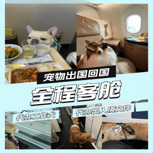 呼伦贝尔市宠物托运到白俄罗斯宠物入境规定和要求